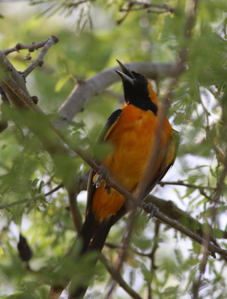 Oriole masqué - ML658259903