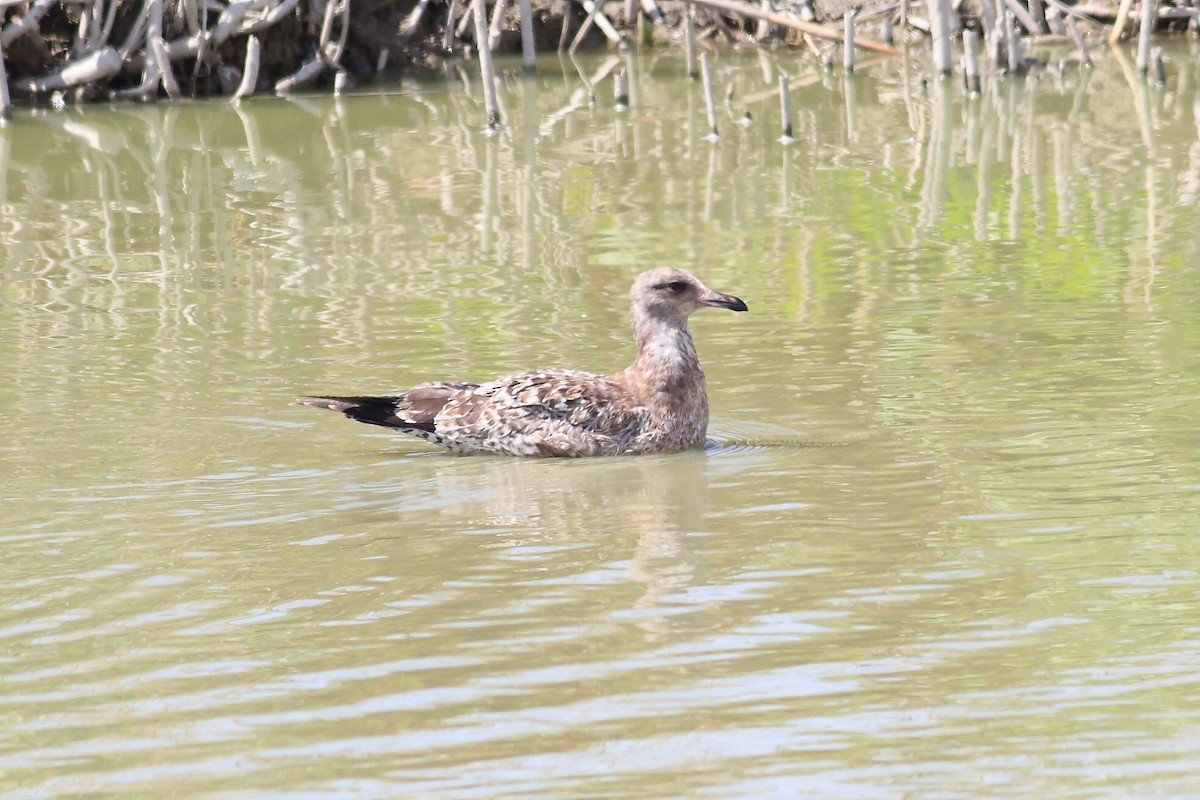 California Gull - ML65826001