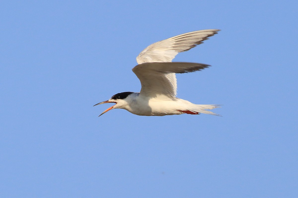 Forster's Tern - John Mercer