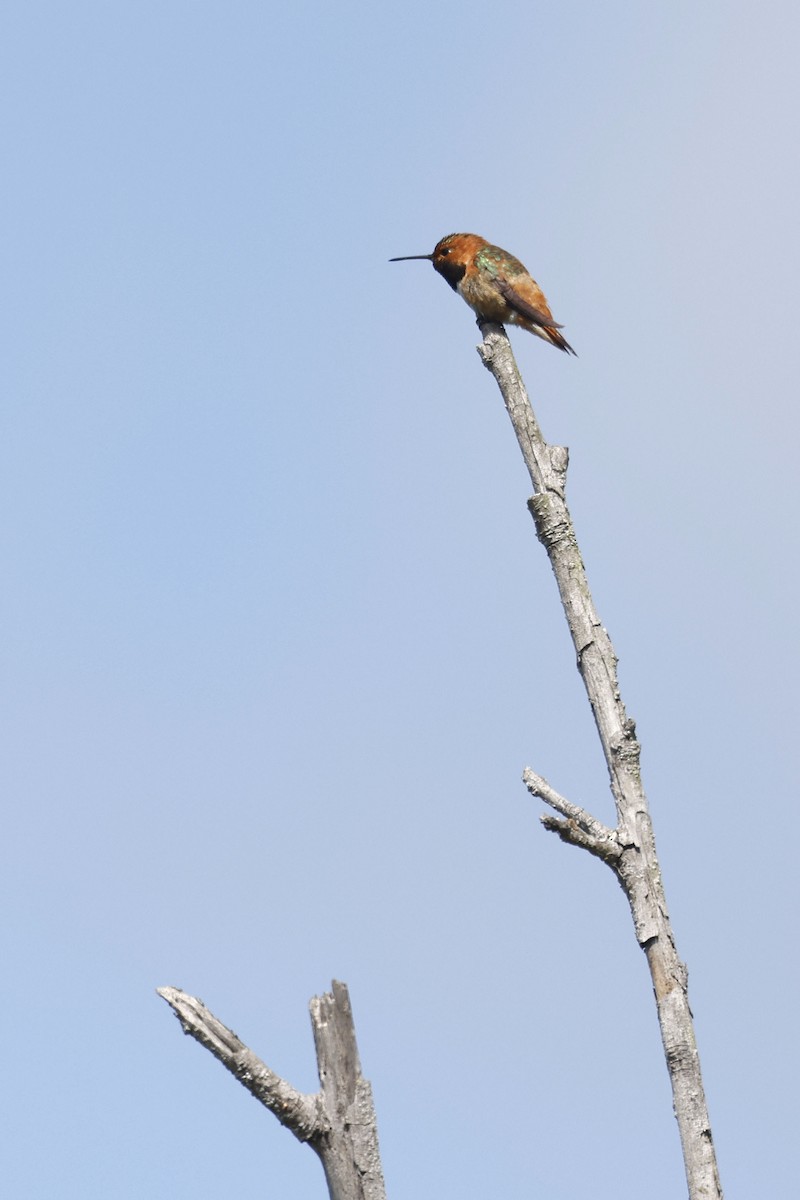 Allen's Hummingbird - ML658262117