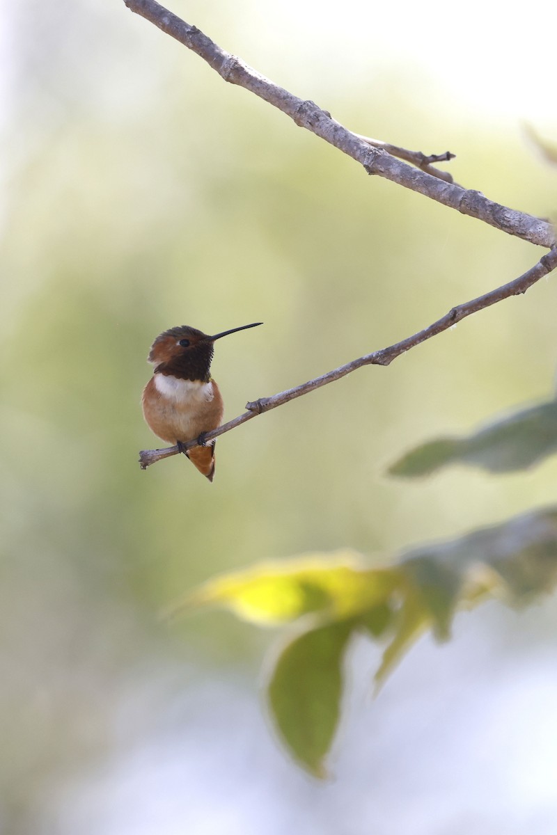 Allen's Hummingbird - ML658262118