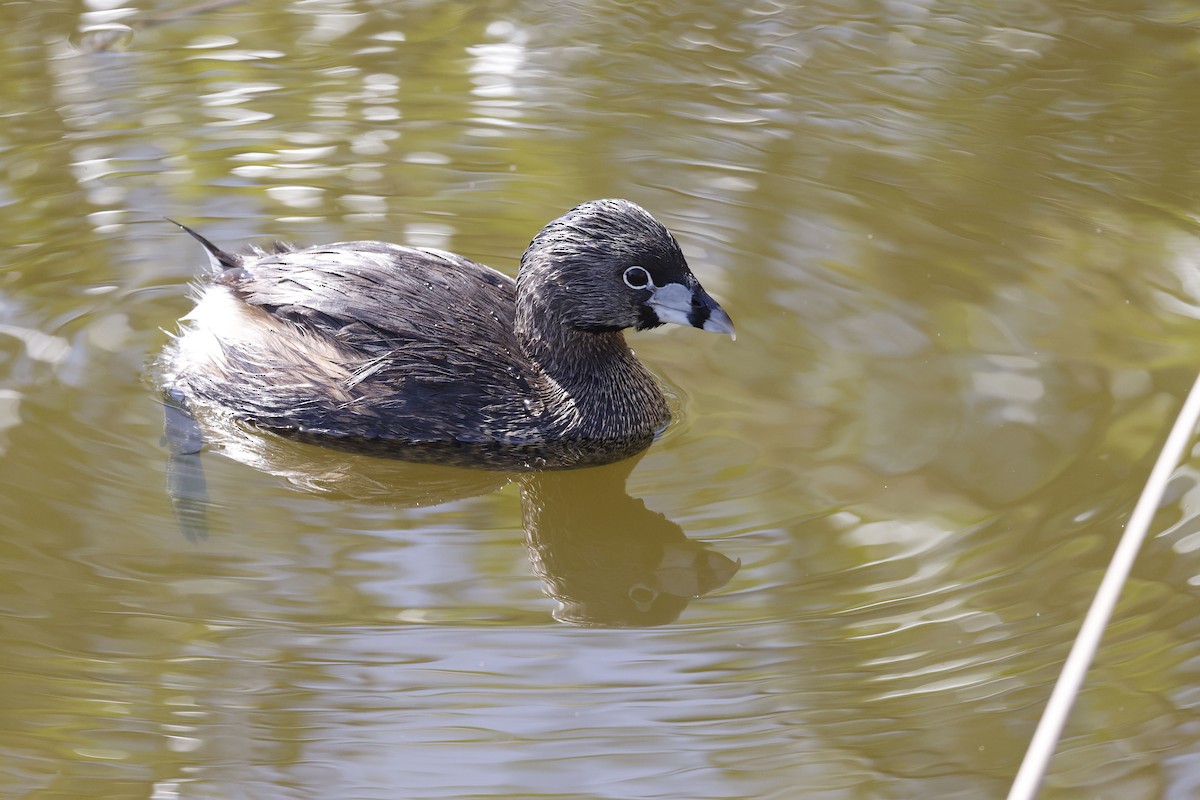 Pied-billed Grebe - ML658262119