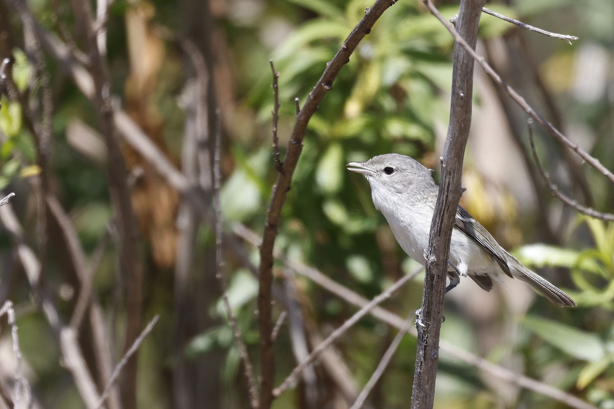 Bell's Vireo (Least) - ML658262125
