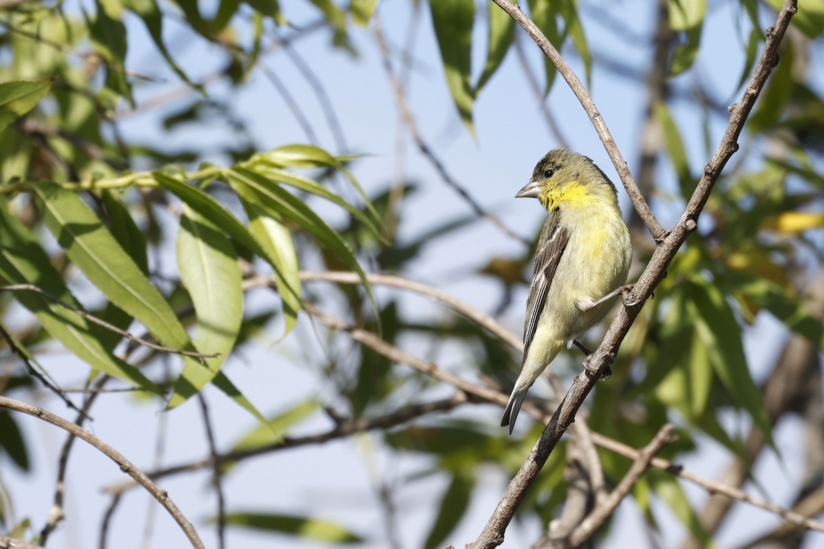 Lesser Goldfinch - ML658262128