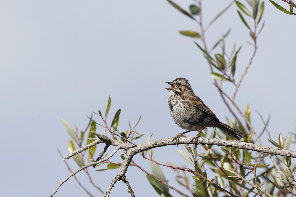 Song Sparrow (heermanni Group) - ML658262130