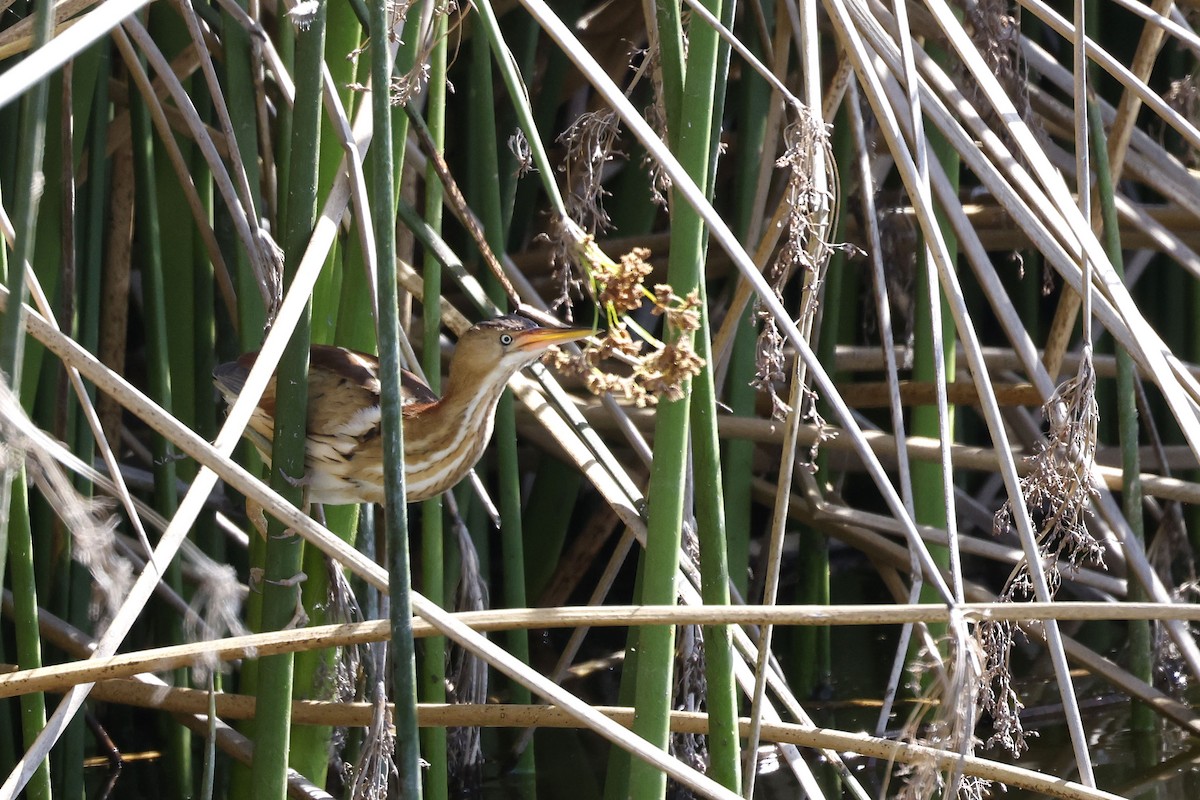 Least Bittern - ML658262534