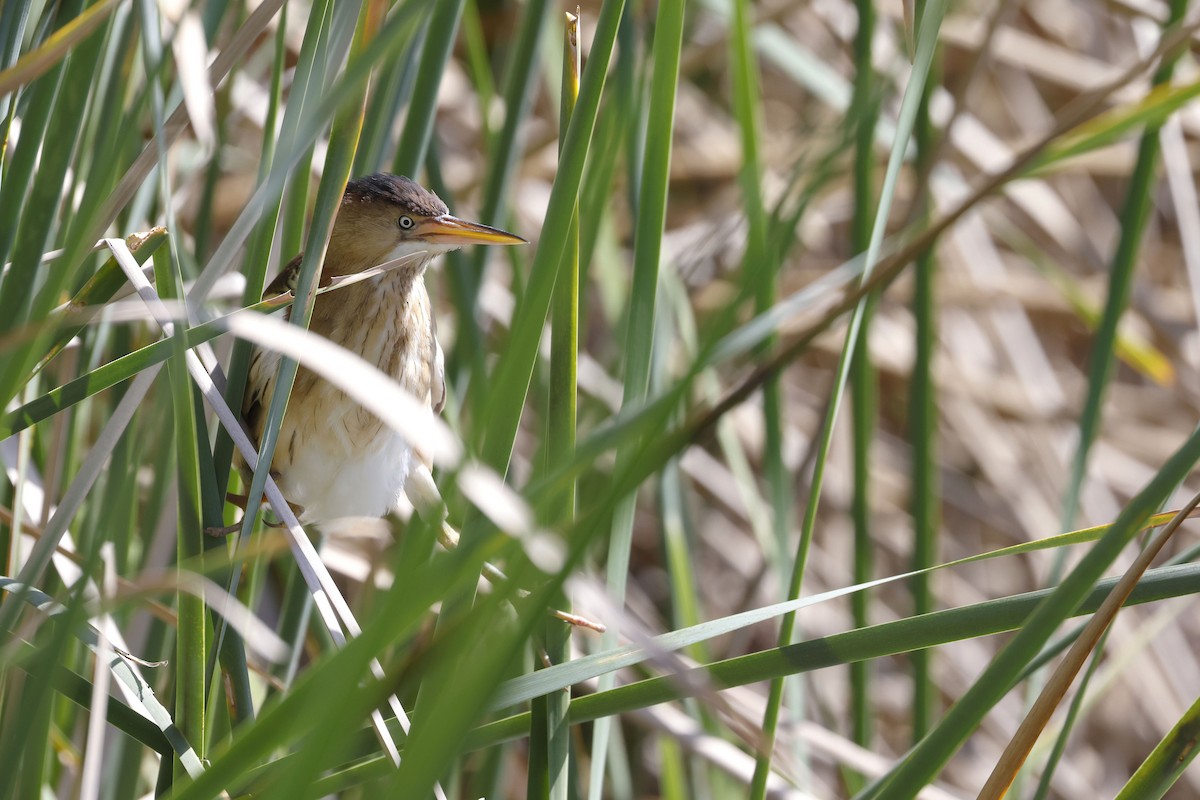 Least Bittern - ML658262535