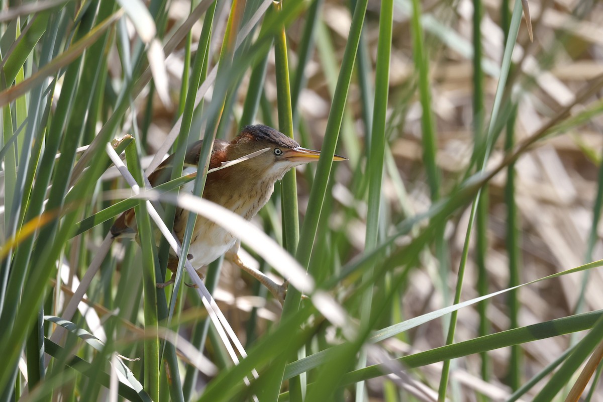 Least Bittern - ML658262536