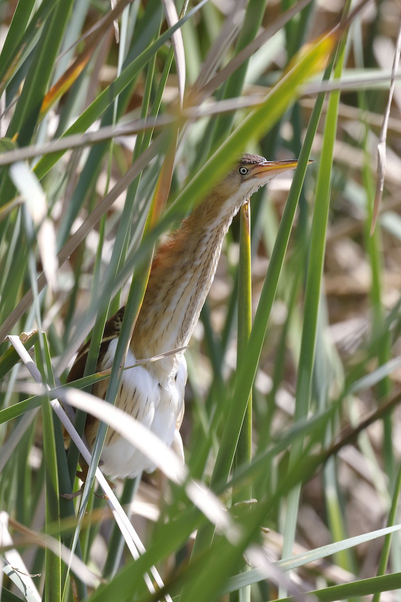 Least Bittern - ML658262537