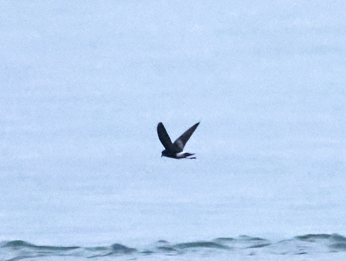 Wilson's Storm-Petrel - ML658264815