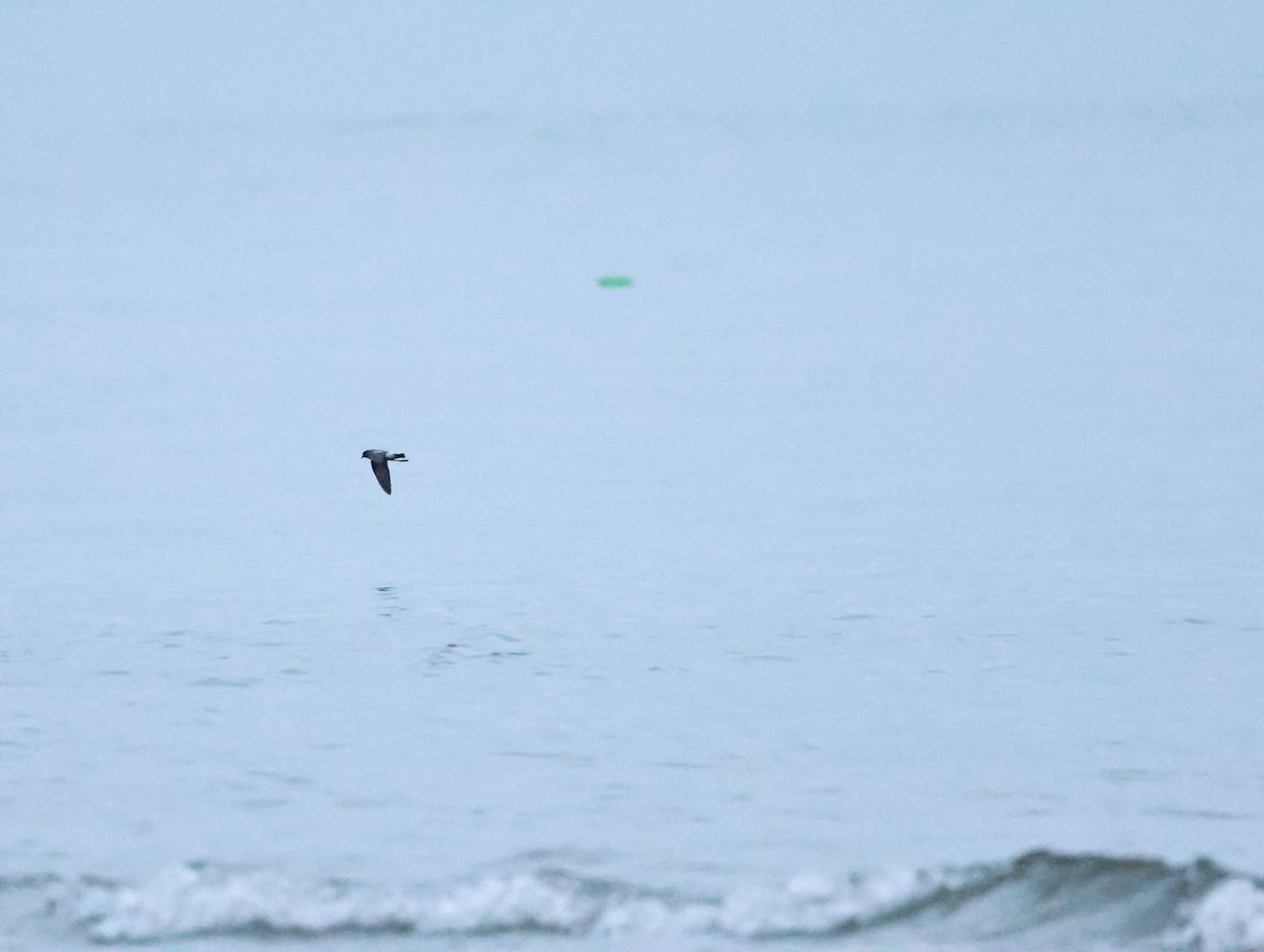 Wilson's Storm-Petrel - ML658264816