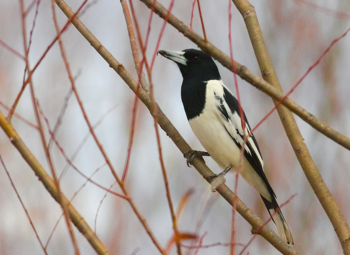 Pied Butcherbird - ML658266585