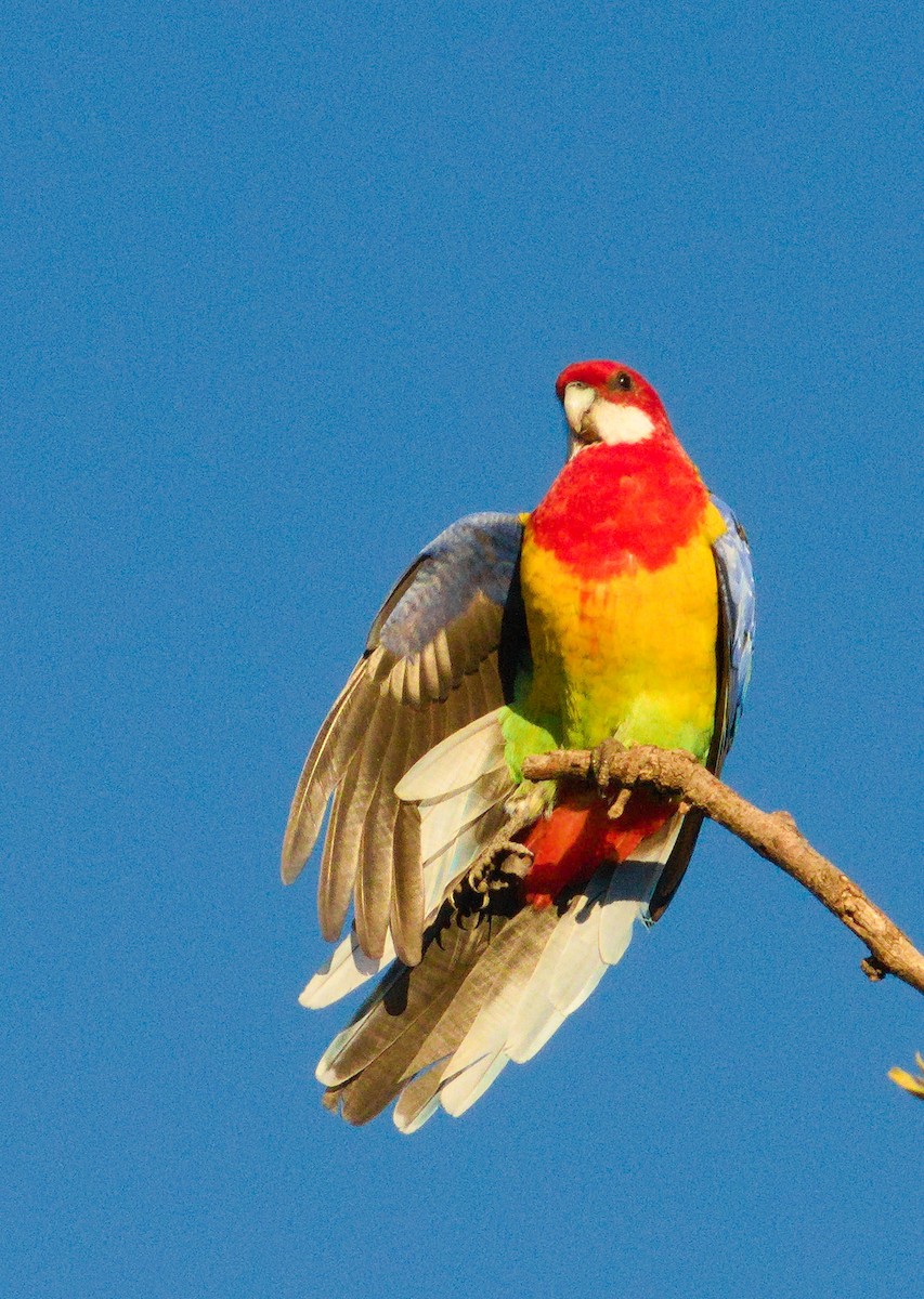 Rosella orientale - ML658266726