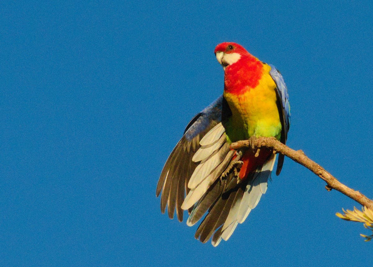 Rosella orientale - ML658266727