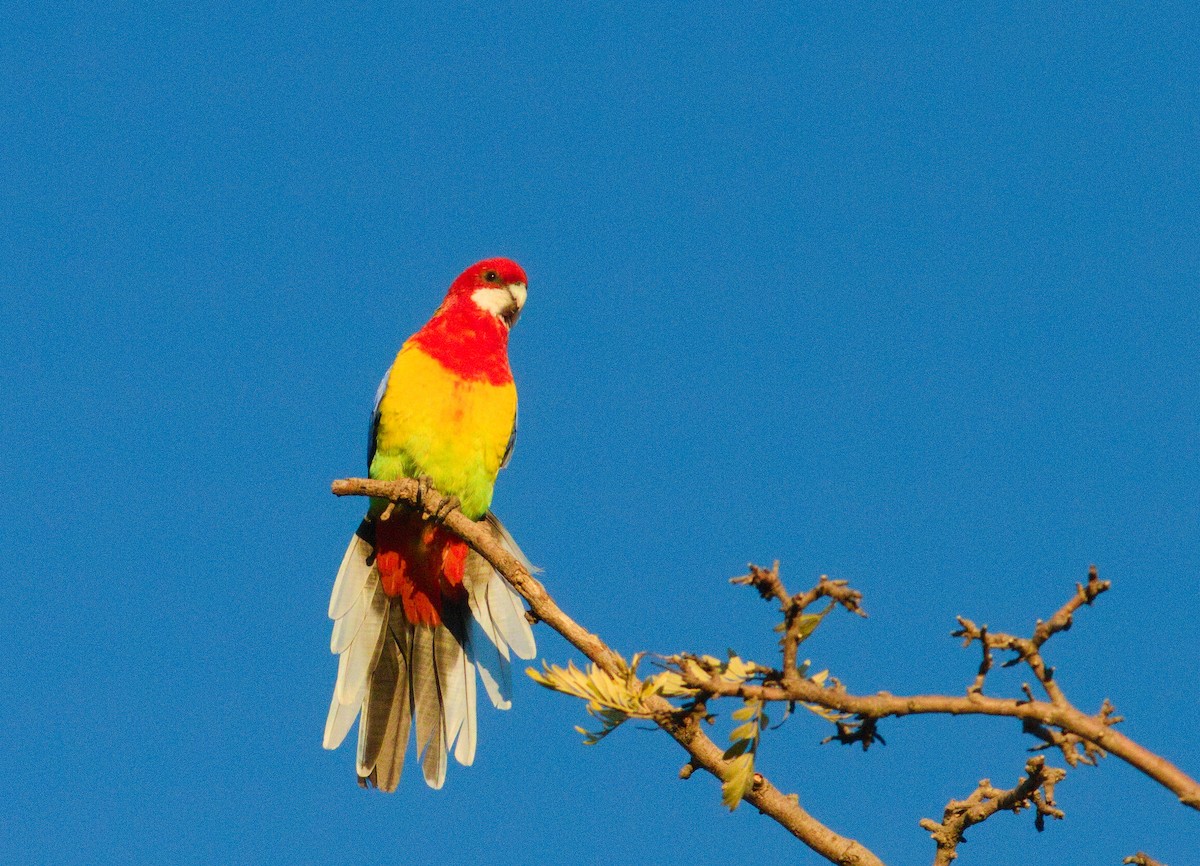 Rosella orientale - ML658266729