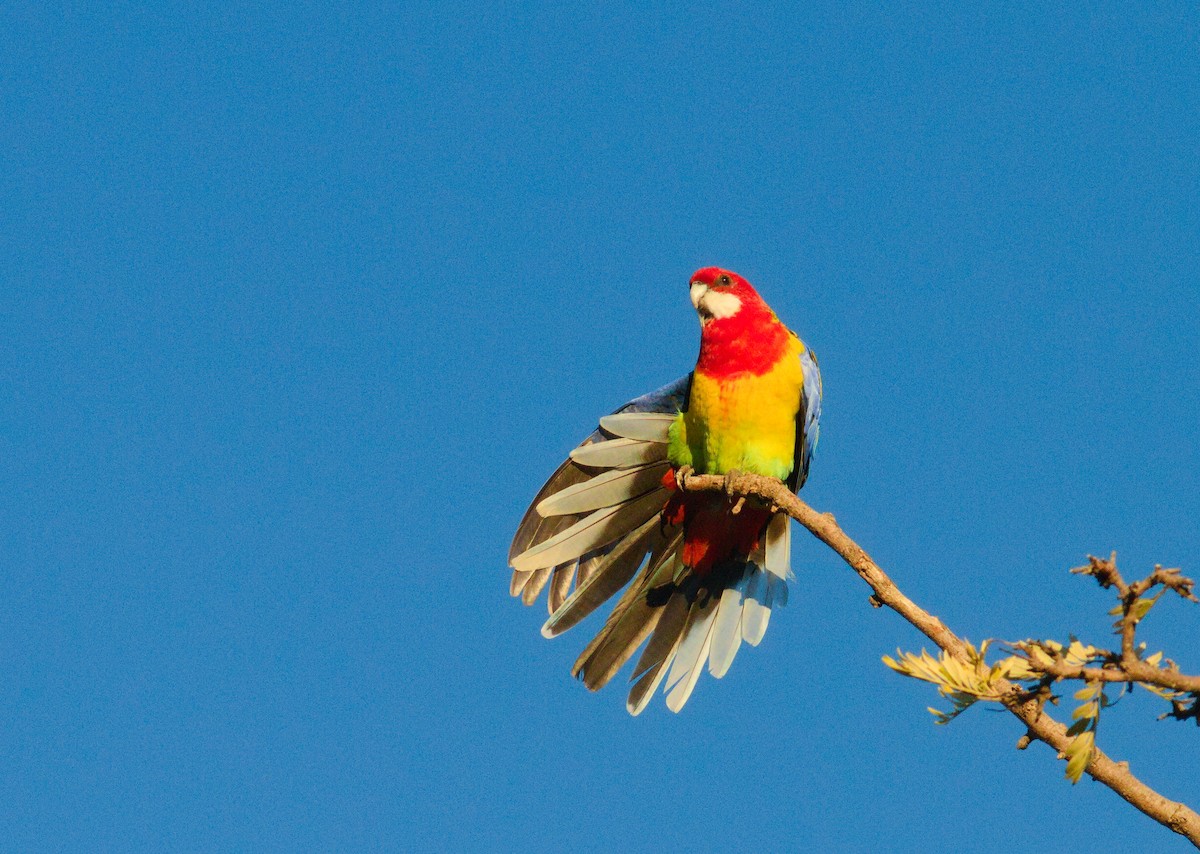 Rosella orientale - ML658266731