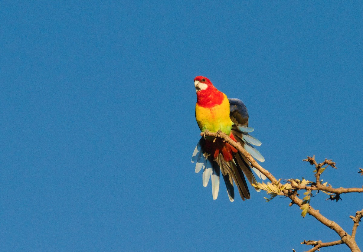 Rosella orientale - ML658266732
