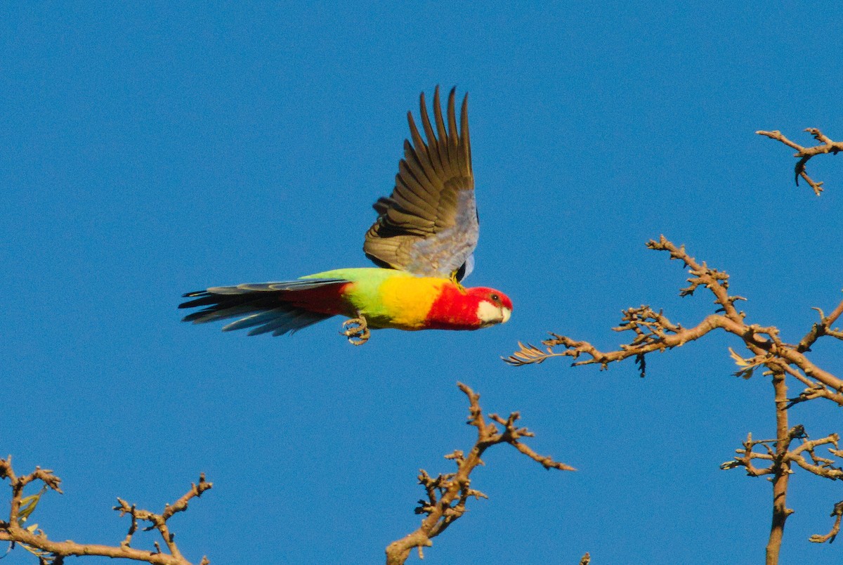 Rosella orientale - ML658266733