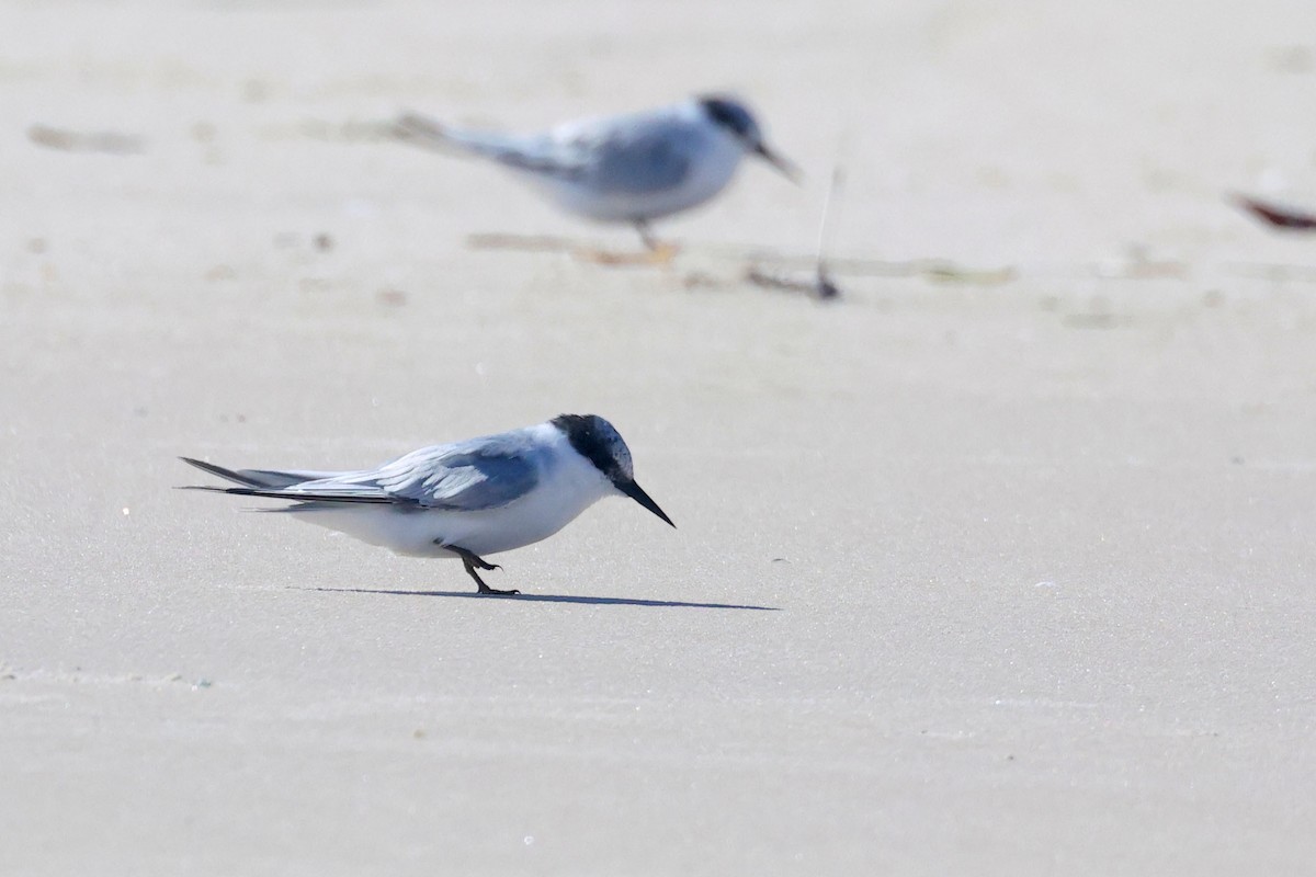 Damara Tern - ML658267637