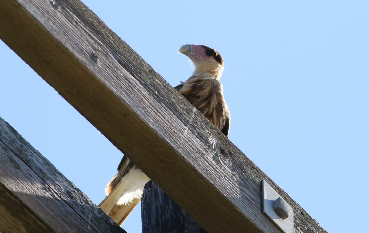 Caracara huppé - ML658267690