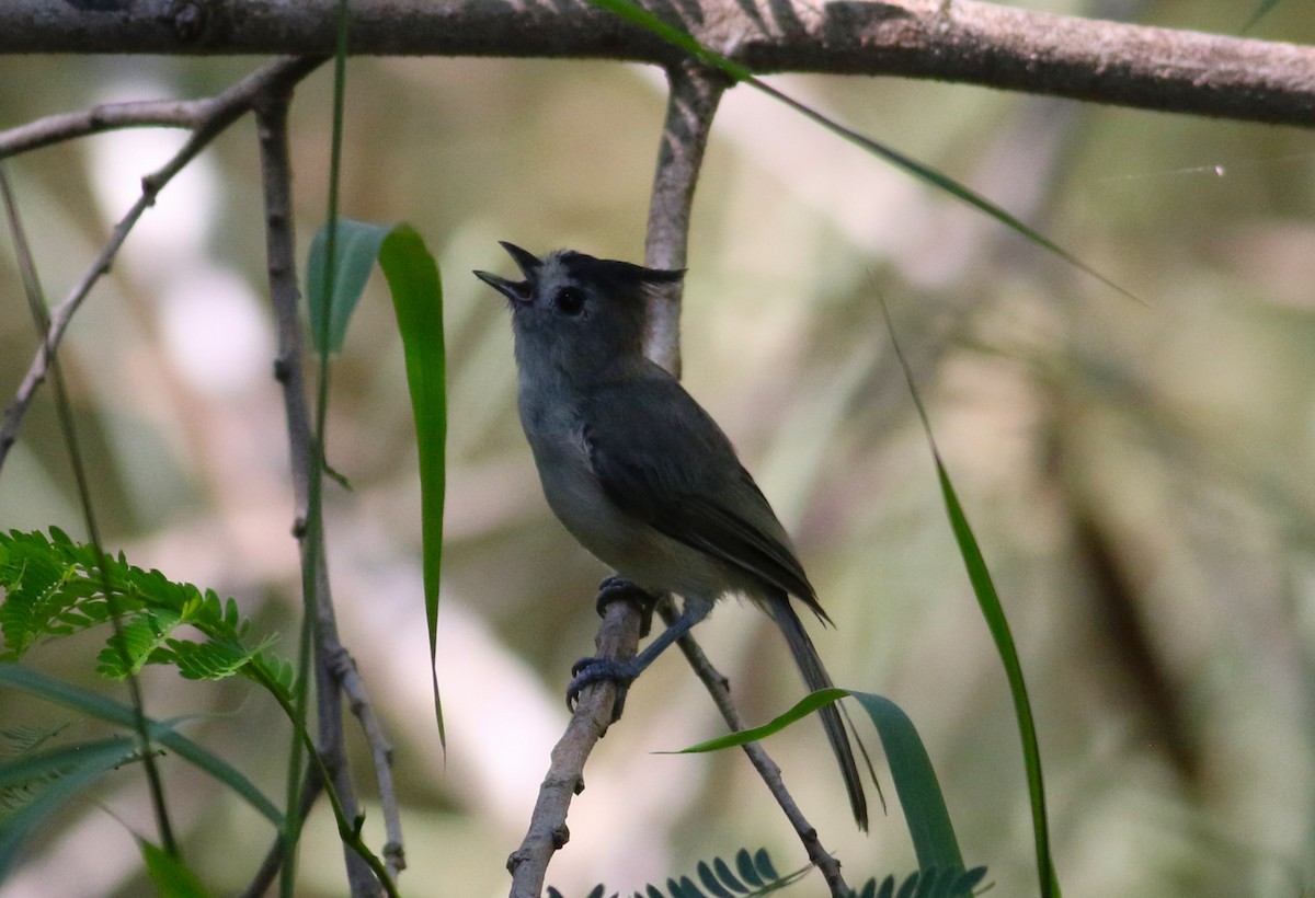 Mésange à plumet noir - ML658267770
