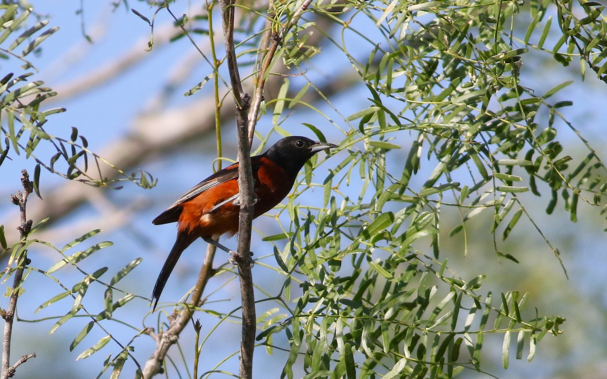Oriole des vergers - ML658267805