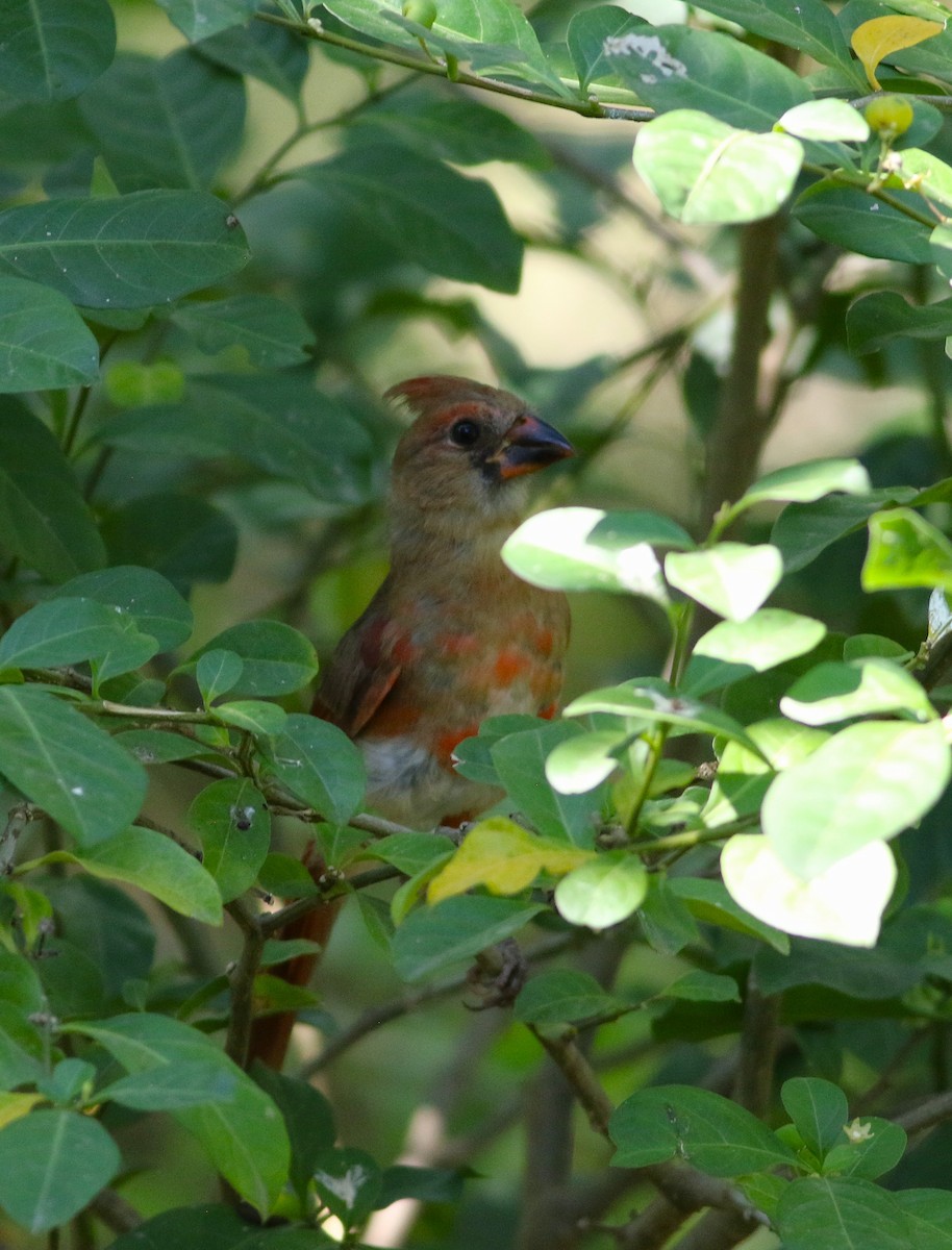 Cardinal rouge - ML658267813
