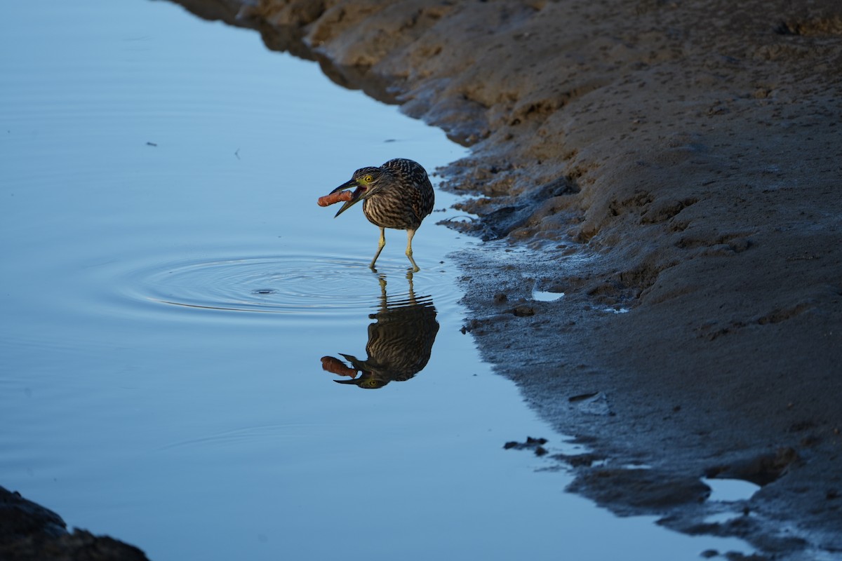 Rotrückenreiher - ML658269367