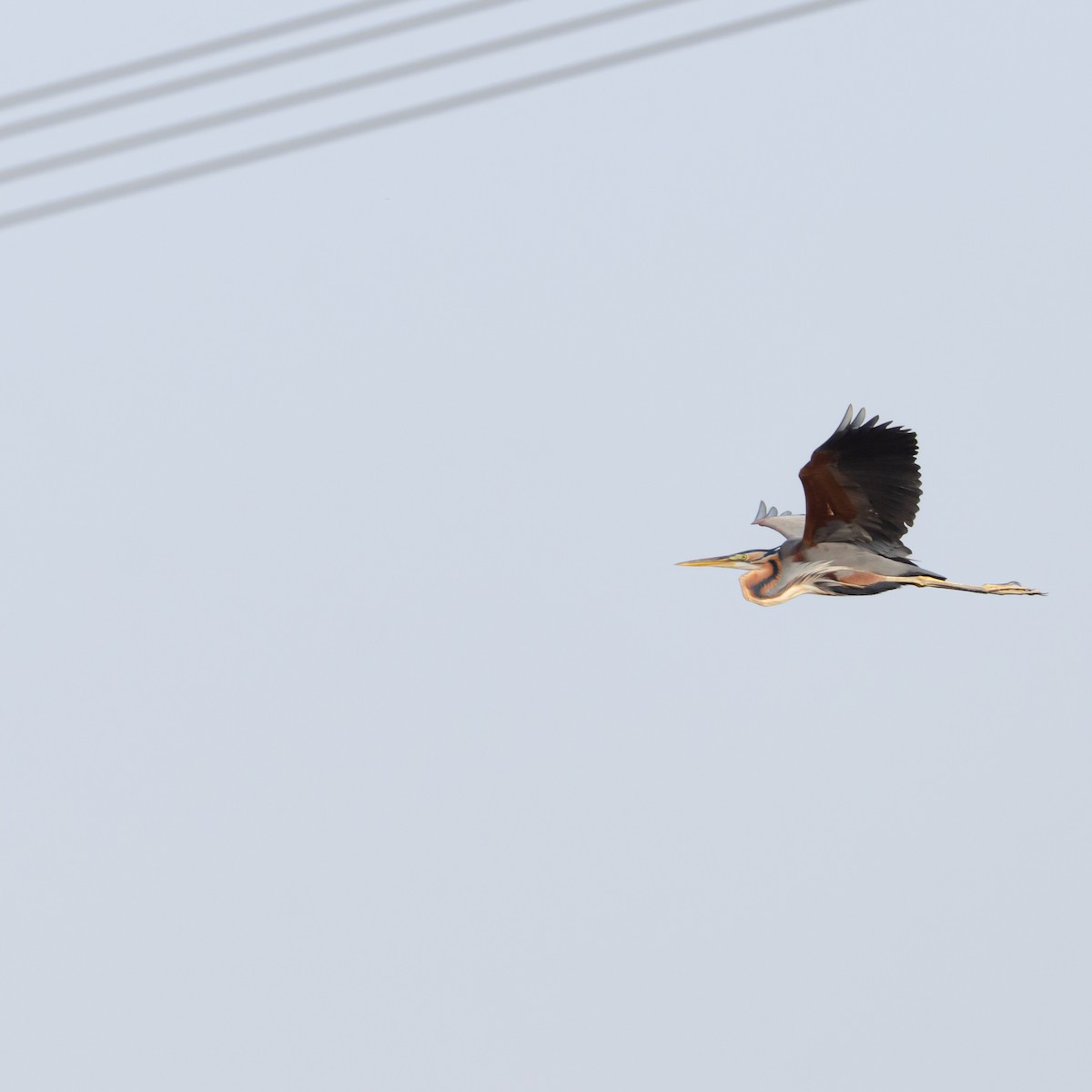 eBird Checklist - 24 May 2026 - Chandu (Sahibi Basin) - 44 species