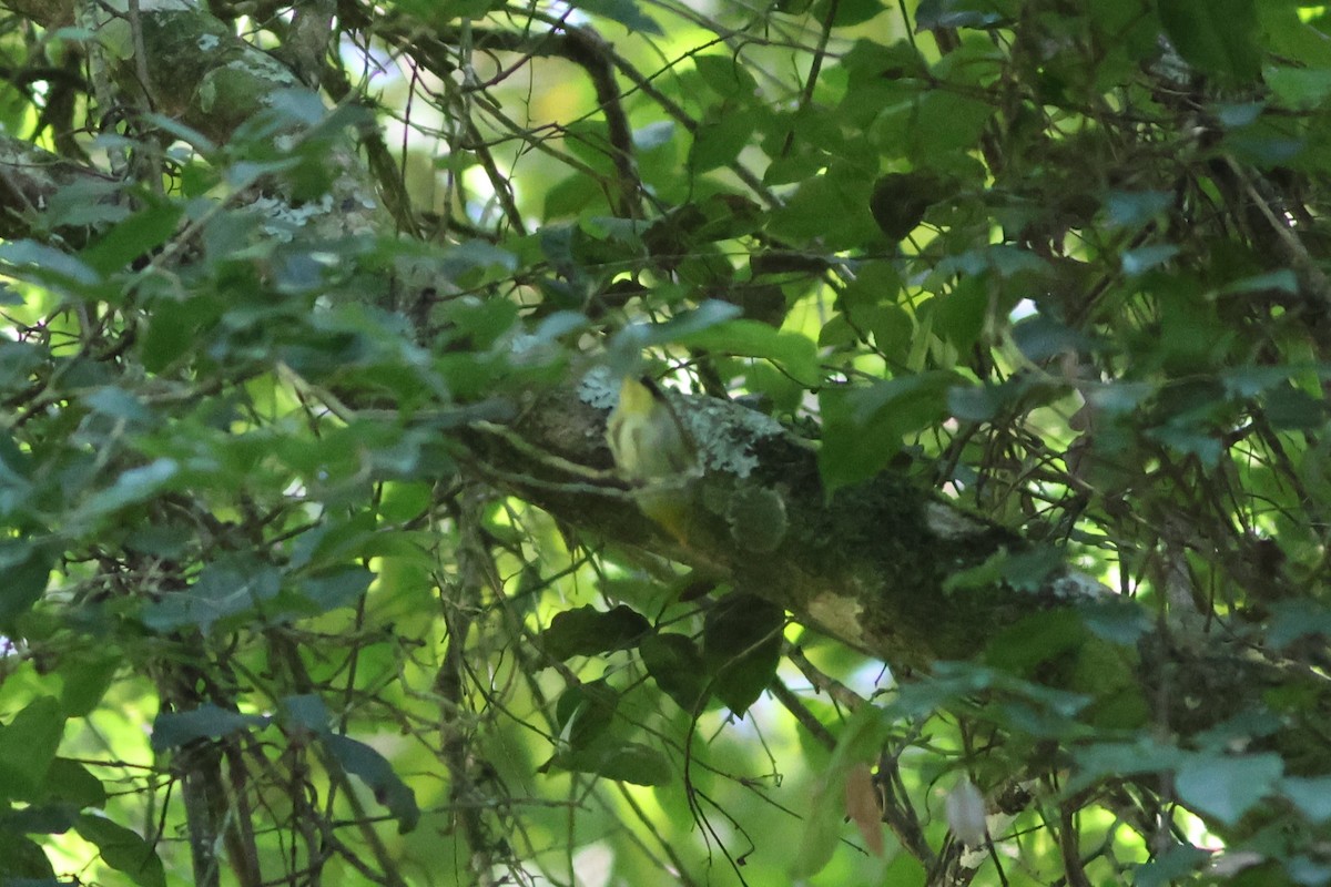 Yellow-throated Woodland-Warbler - ML658270540