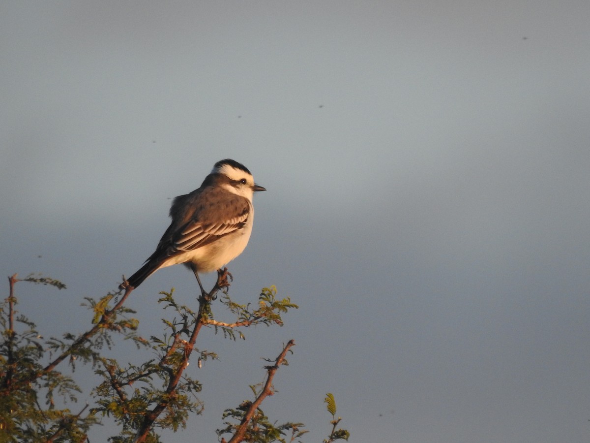 Black-crowned Monjita - ML658270914
