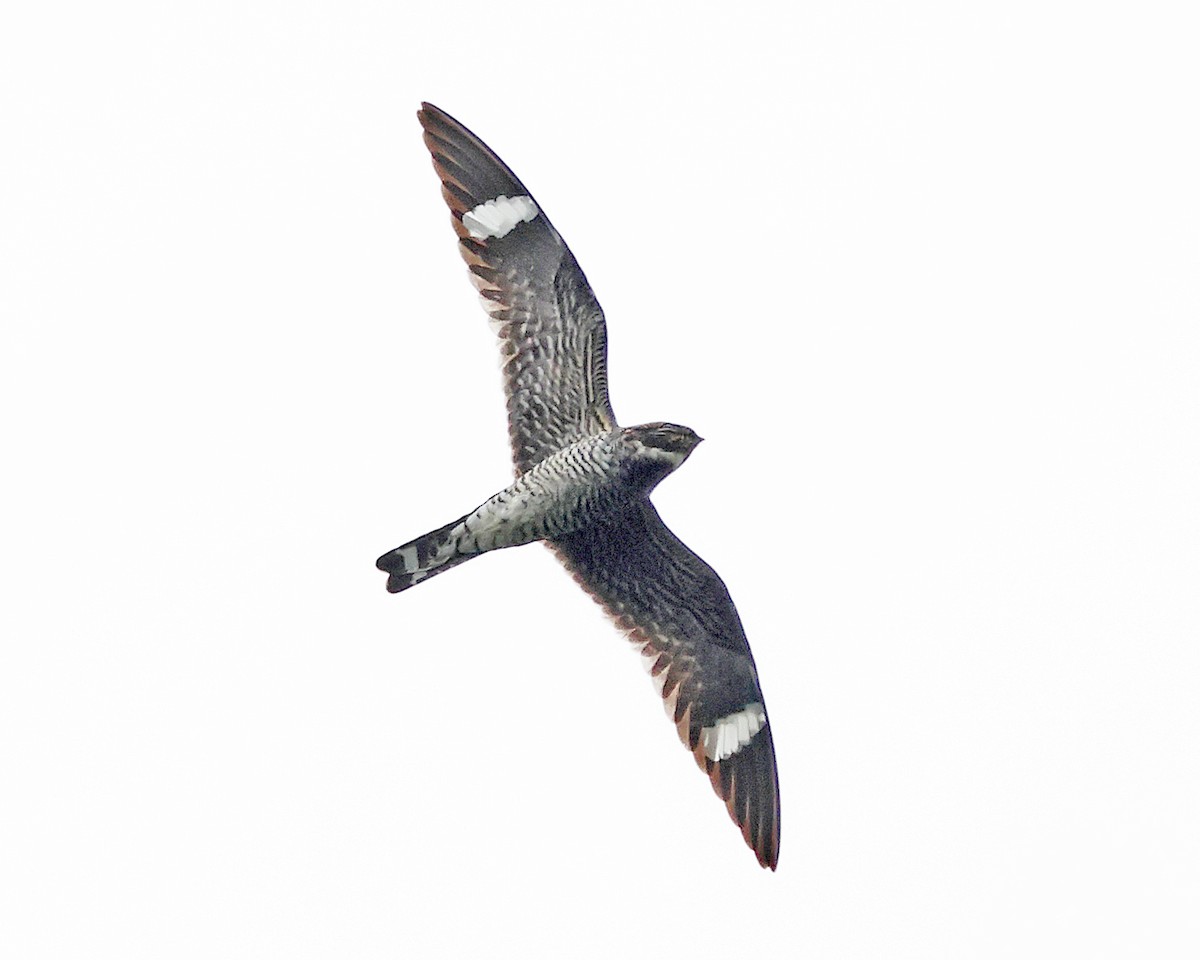 Common Nighthawk - ML658272129