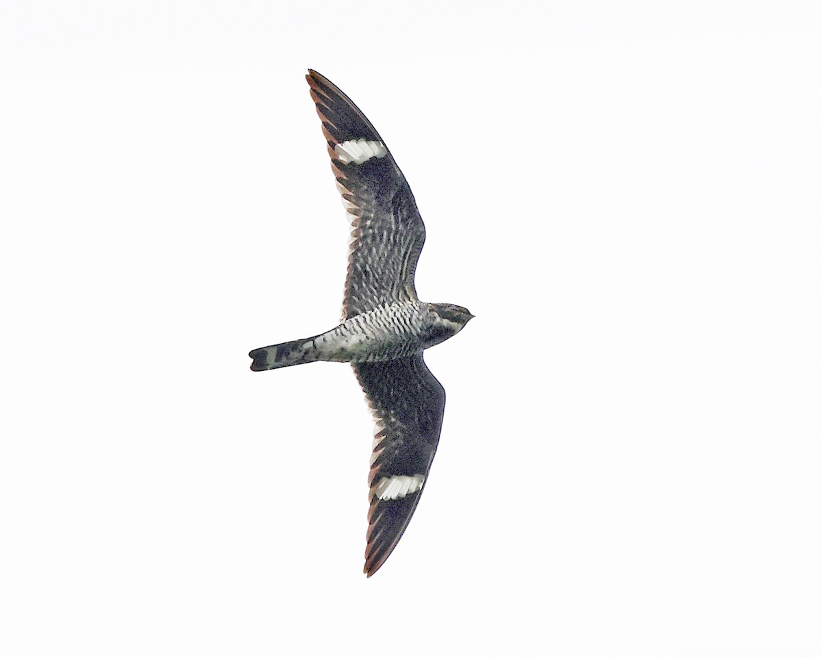 Common Nighthawk - ML658272132