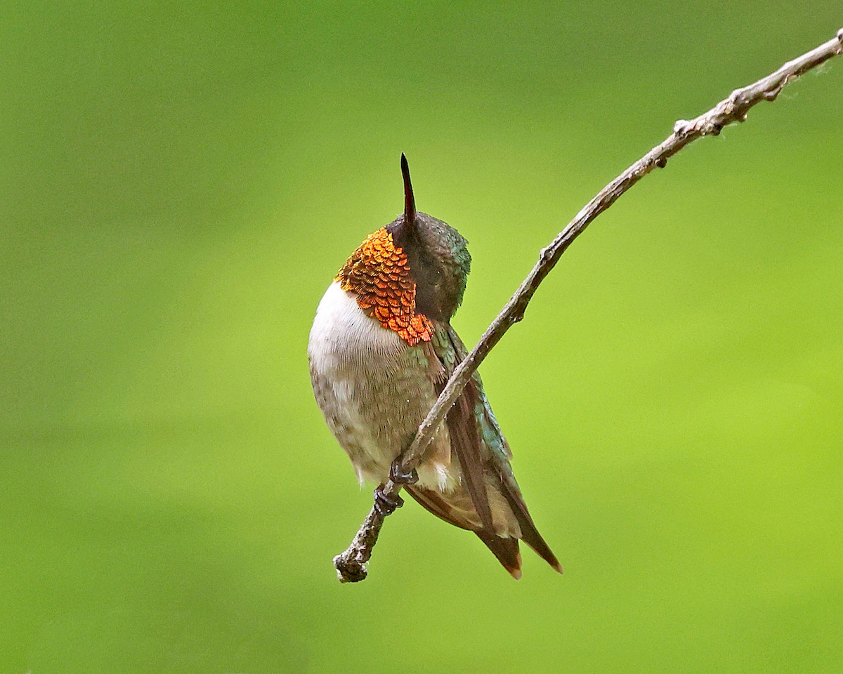 Ruby-throated Hummingbird - ML658272140