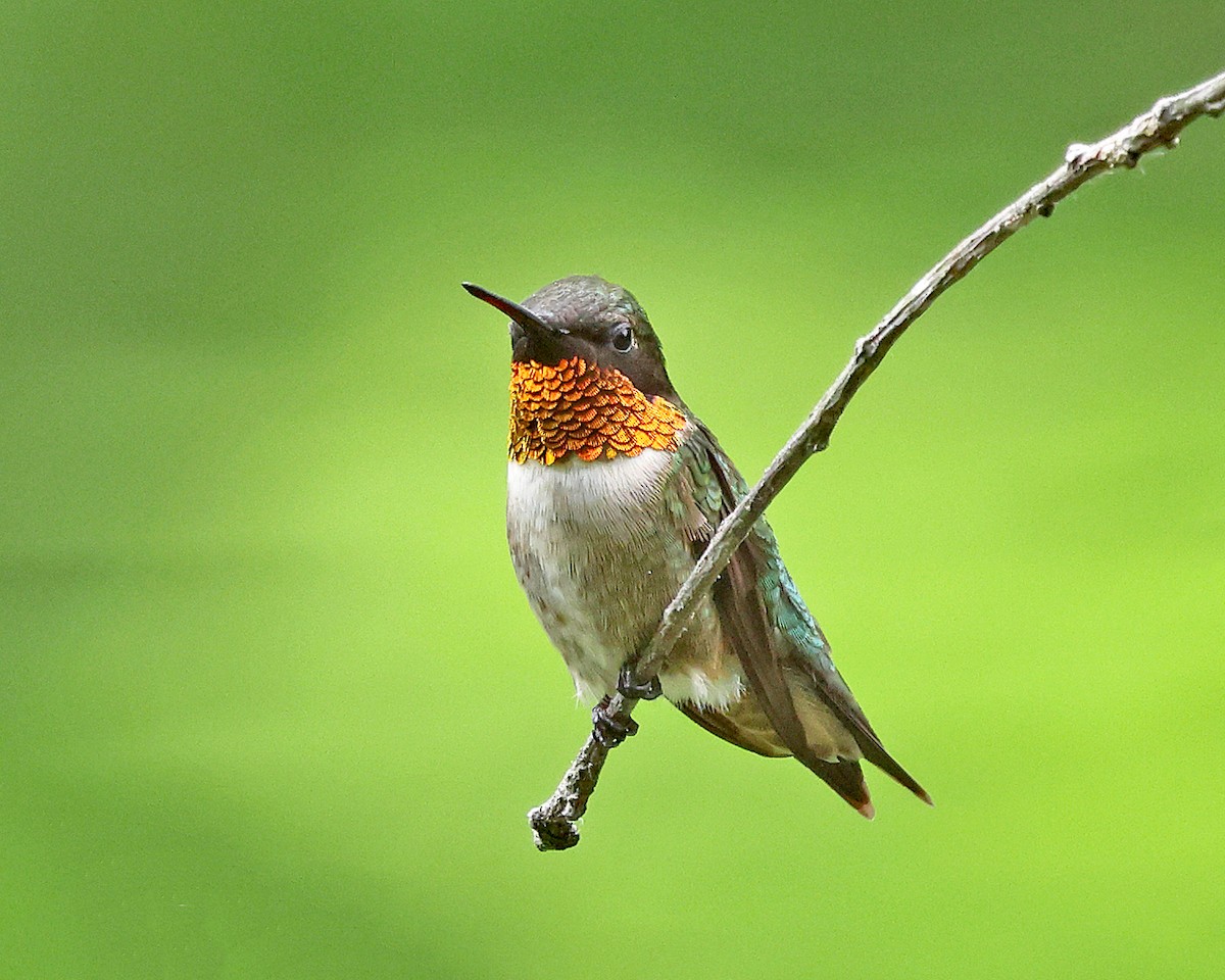 Ruby-throated Hummingbird - ML658272143