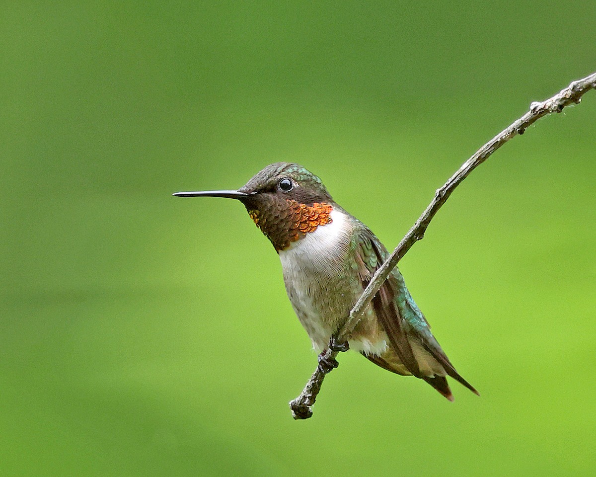 Ruby-throated Hummingbird - ML658272146