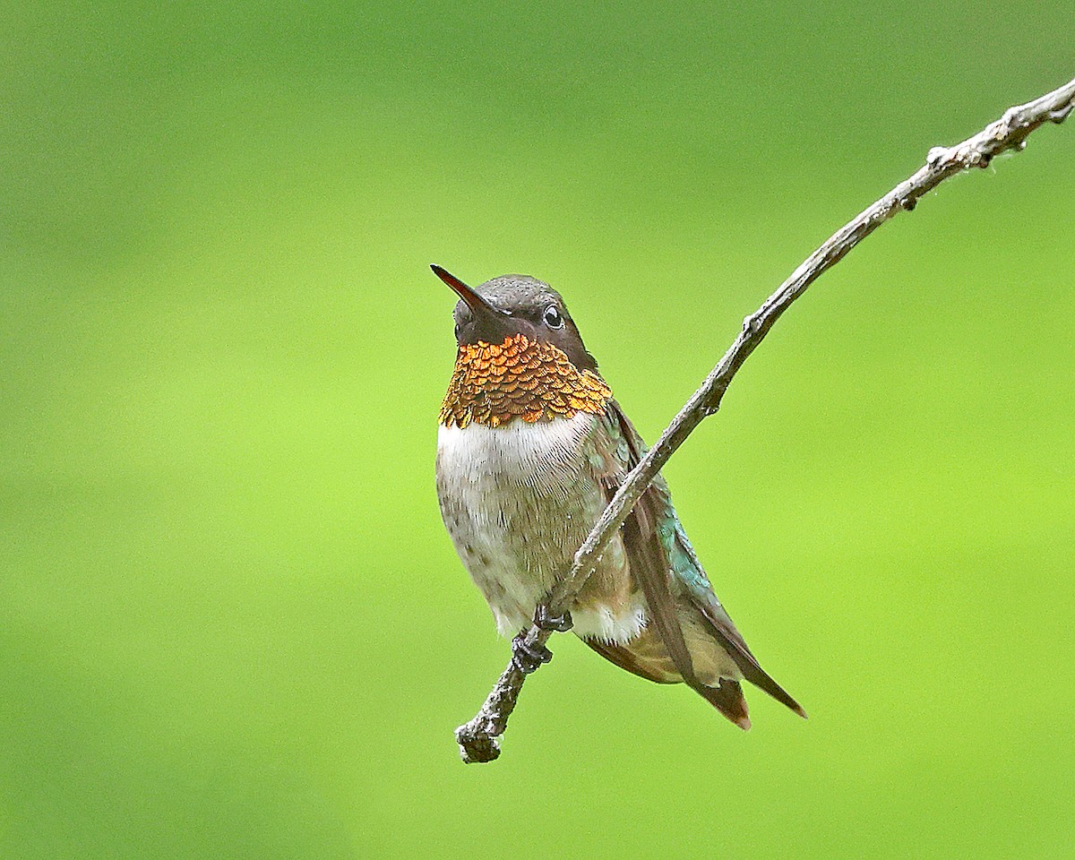 Ruby-throated Hummingbird - ML658272151