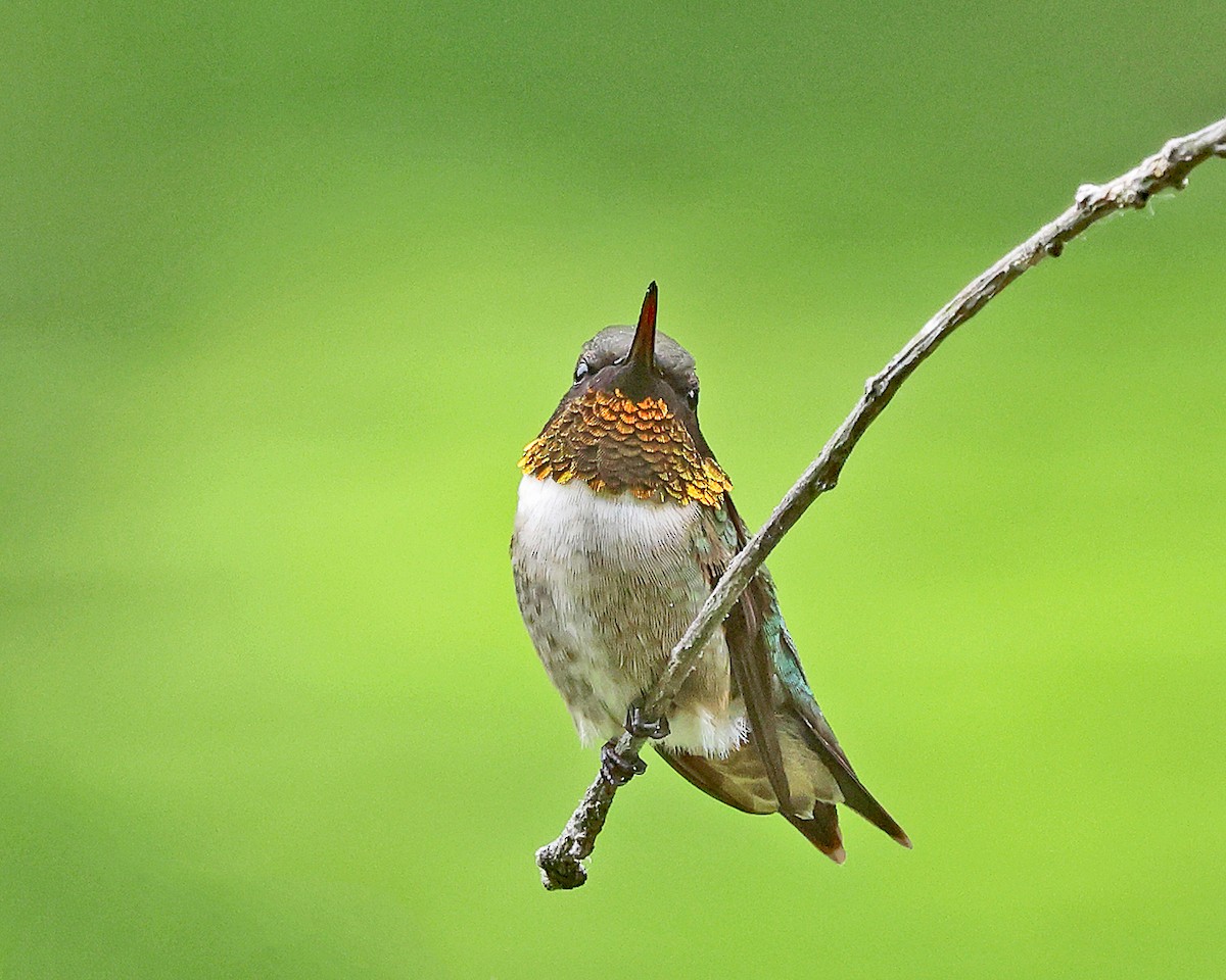 Ruby-throated Hummingbird - ML658272159