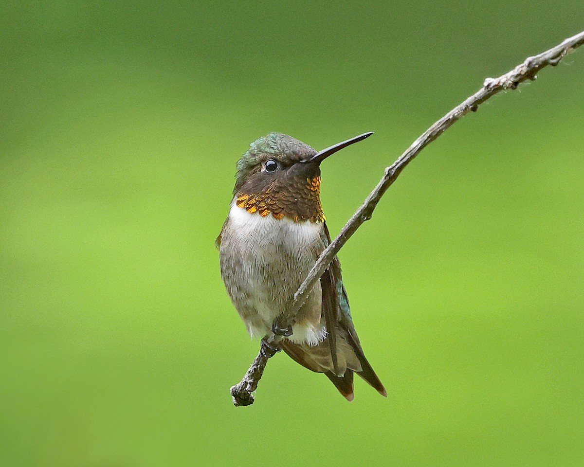 Ruby-throated Hummingbird - ML658272163