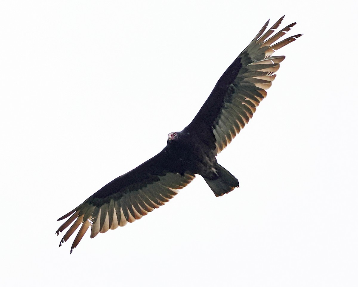 Turkey Vulture - ML658272171