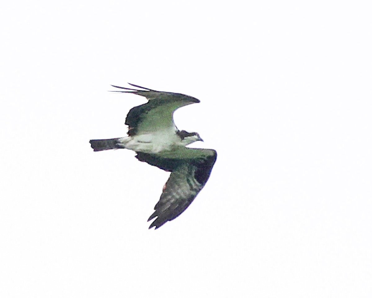 Osprey - ML658272187