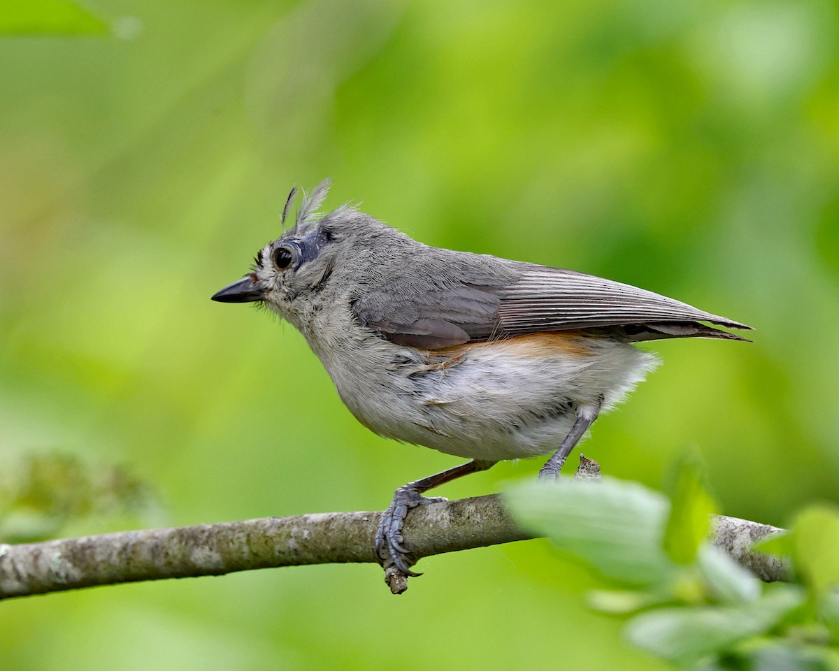 Tufted Titmouse - ML658272209