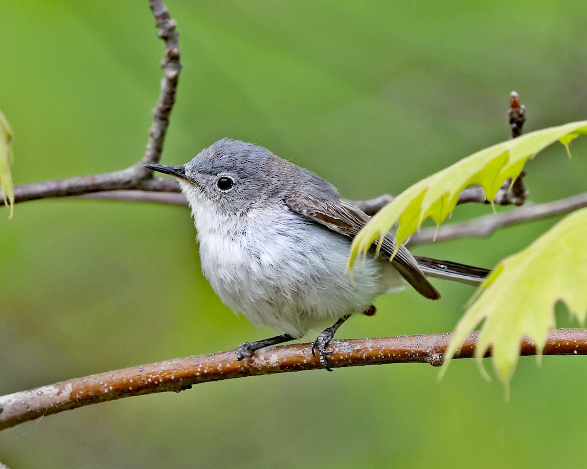 Blue-gray Gnatcatcher - ML658272229