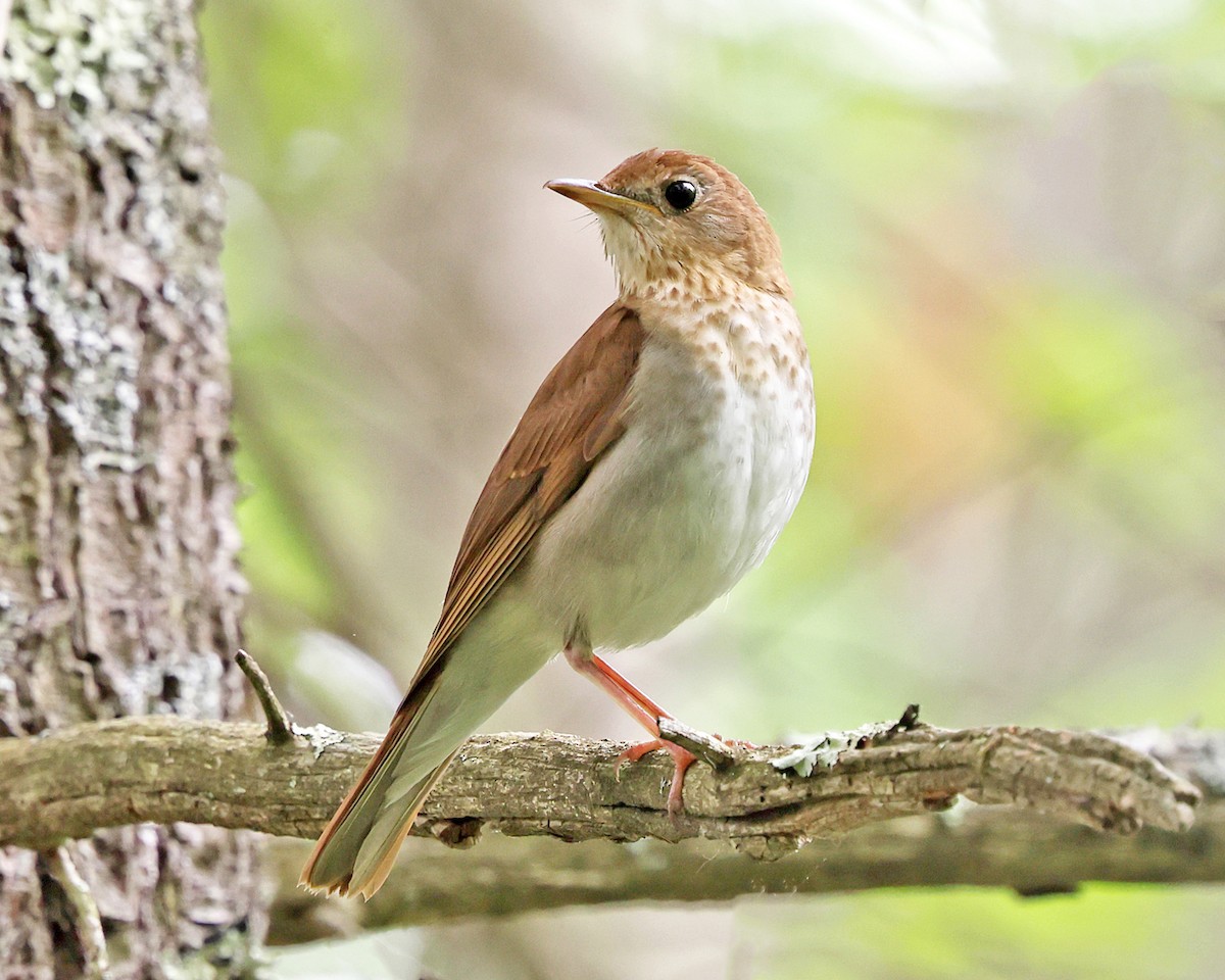 Veery - ML658272235
