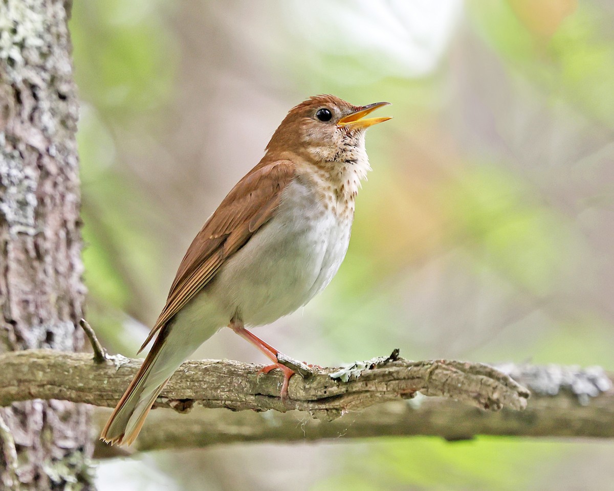 Veery - ML658272238