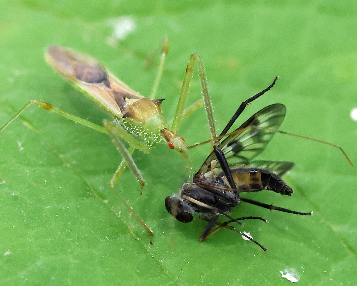 Pale Green Assassin Bug - ML658272278