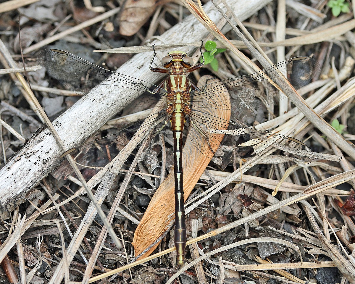 Lancet Clubtail - ML658272289