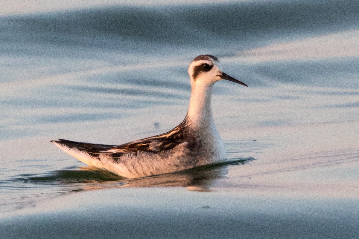 Phalarope à bec étroit - ML65827241