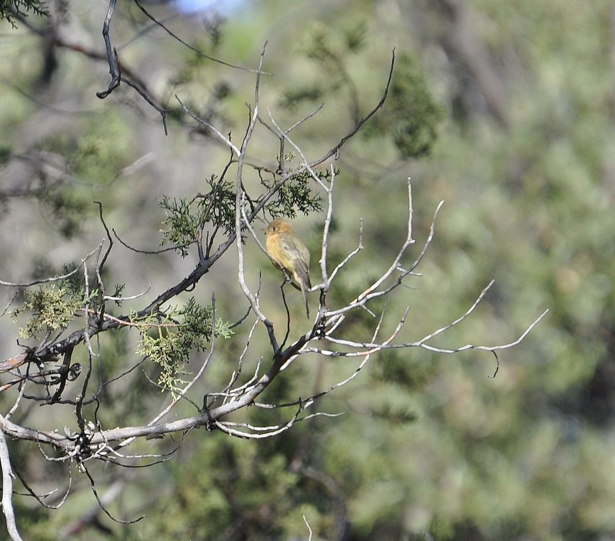 Tufted Flycatcher - ML65827471