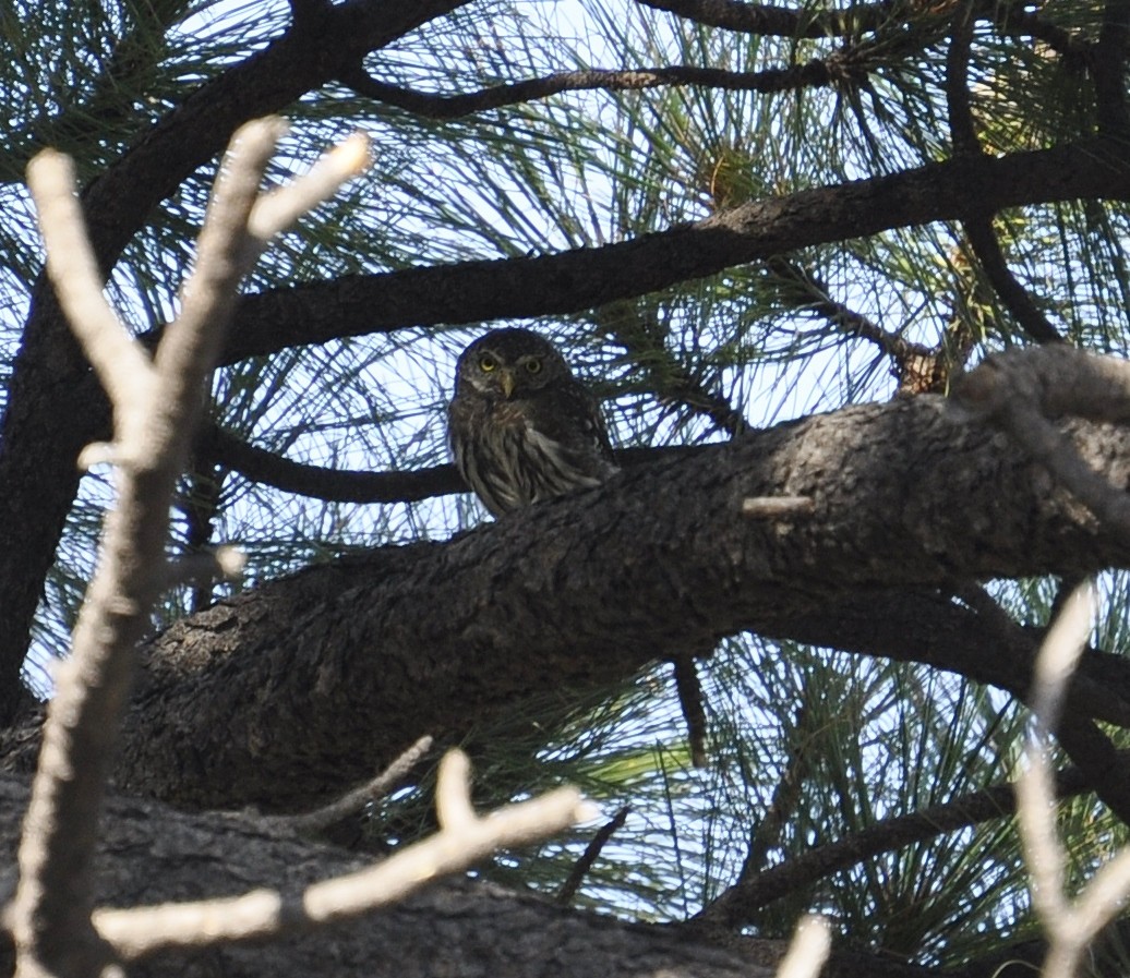 Northern Pygmy-Owl - ML65827511